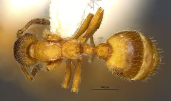 Media type: image;   Entomology 21051 Aspect: habitus dorsal